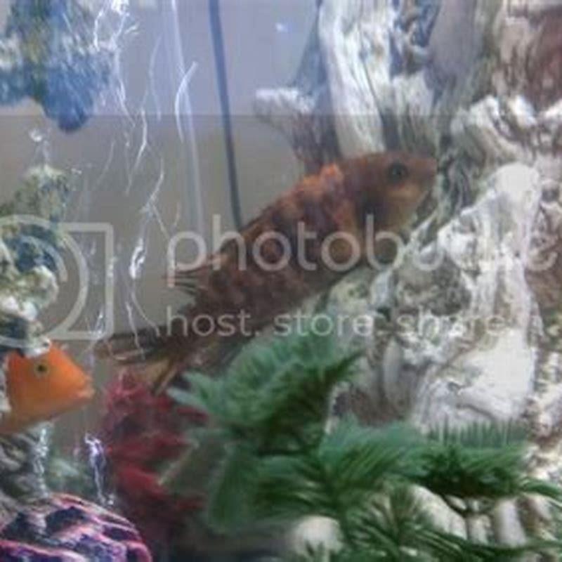 How do I identify my cichlids?
