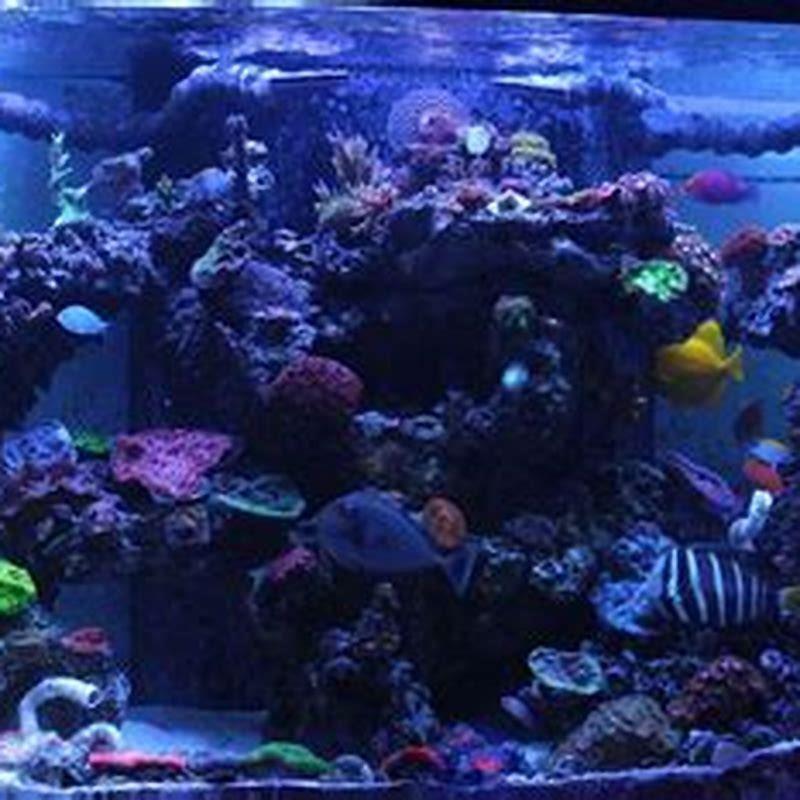 do-tropical-fish-need-warm-water-good-fish-keeper