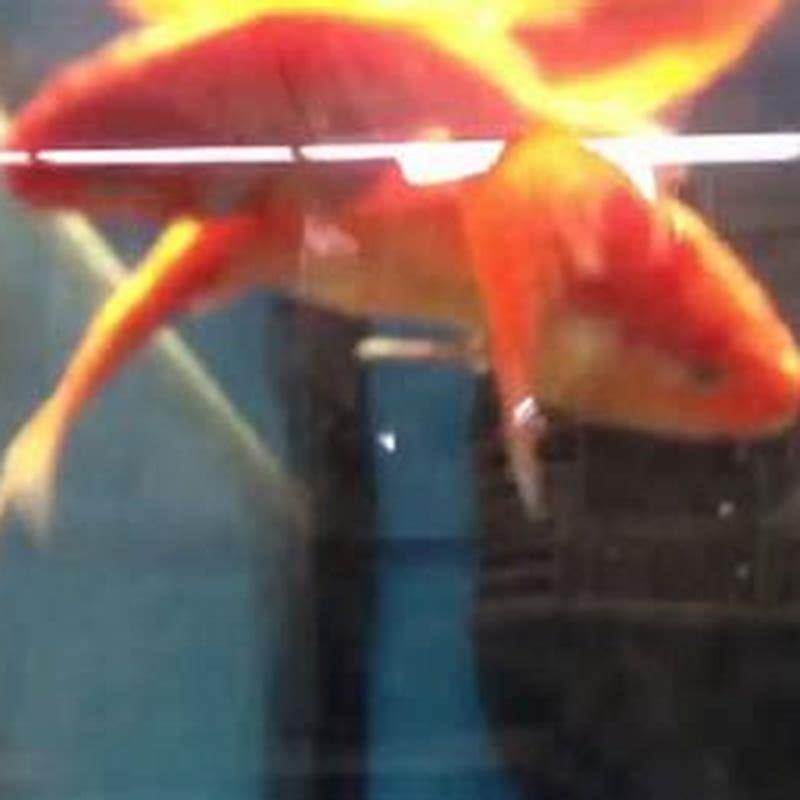 How do I keep my aquarium fish from dying?