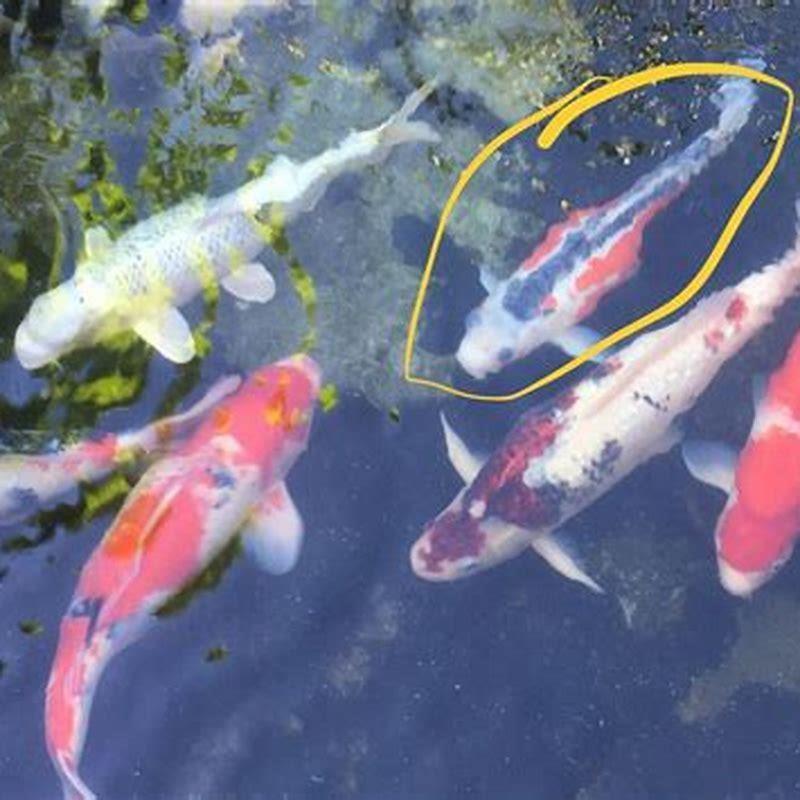 How do I know if my koi has eggs?