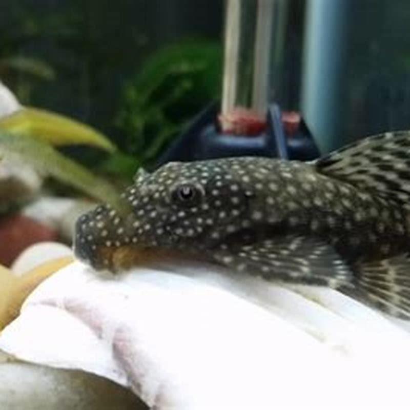 how-do-i-know-what-kind-of-pleco-i-have-diy-seattle