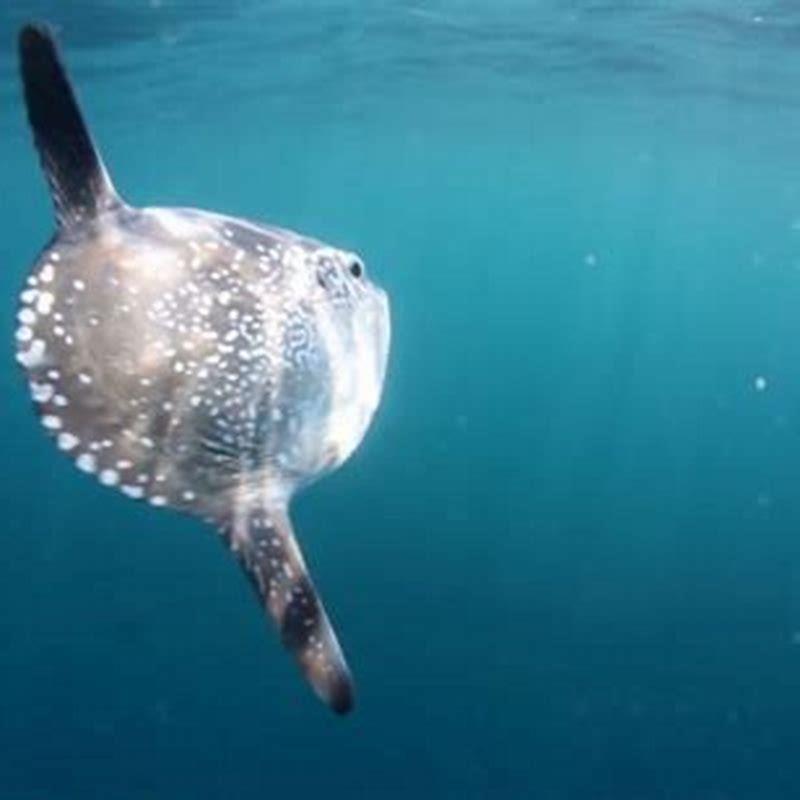 How do I know what kind of sunfish I have?