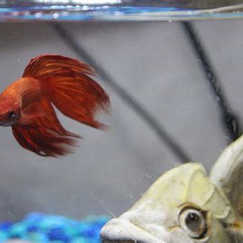 how-do-i-make-my-betta-fish-less-aggressive-diy-seattle