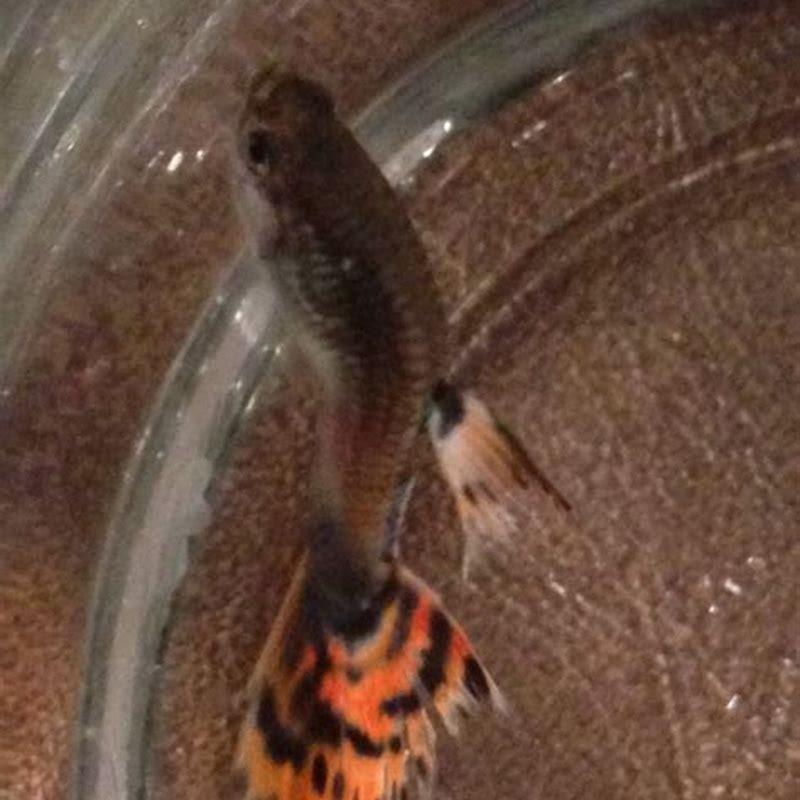 How do I save my aquarium fish from dying?