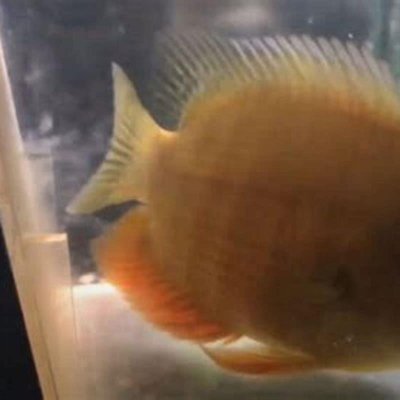 How do I stop my fish being aggressive?