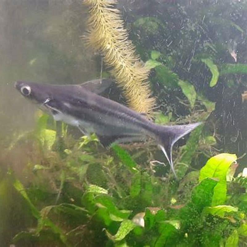 How do they get sharks in aquariums?