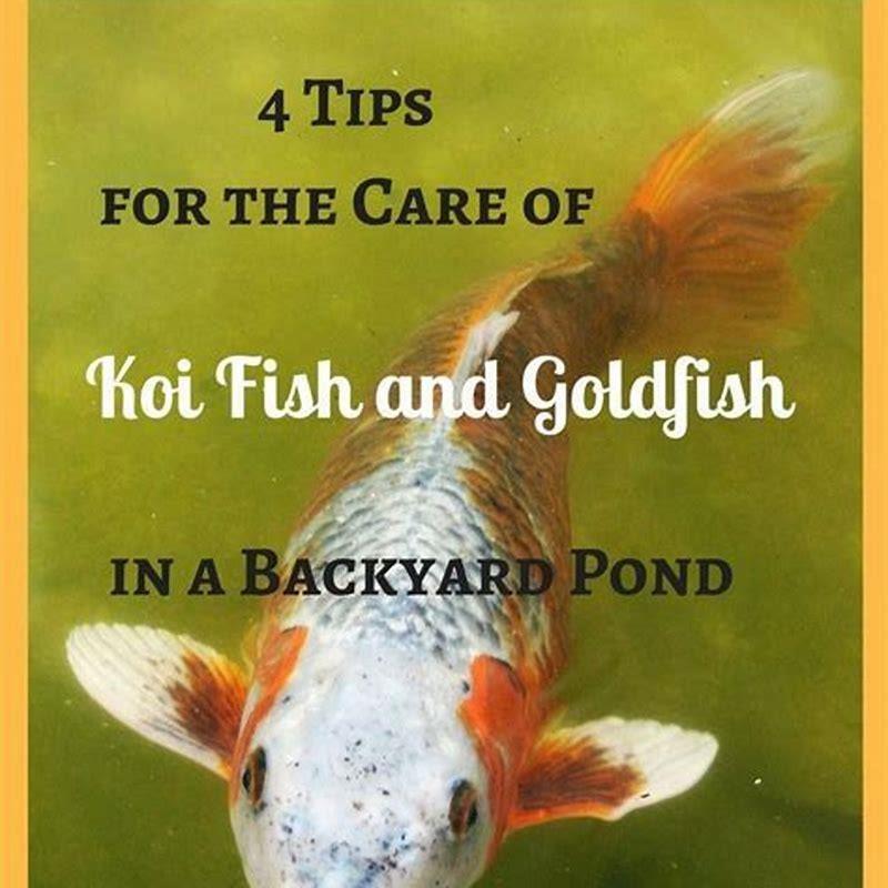 How do you breed a koi fish successfully? - DIY Seattle
