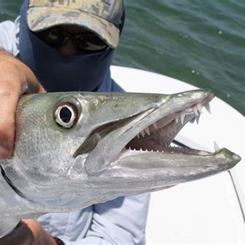 How do you care for a barracuda?