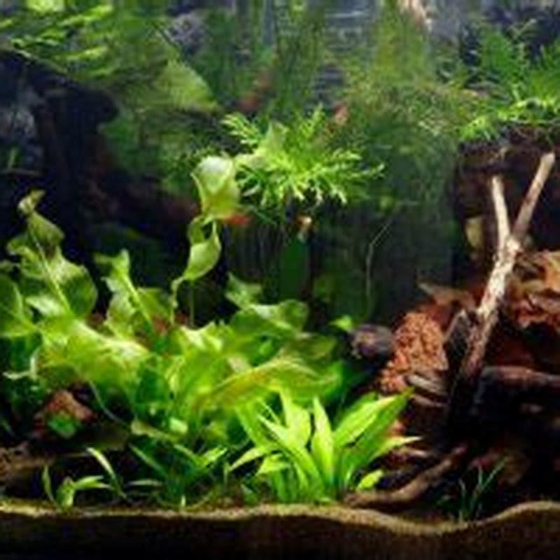 how-do-you-catch-a-fish-in-an-aquarium-diy-seattle