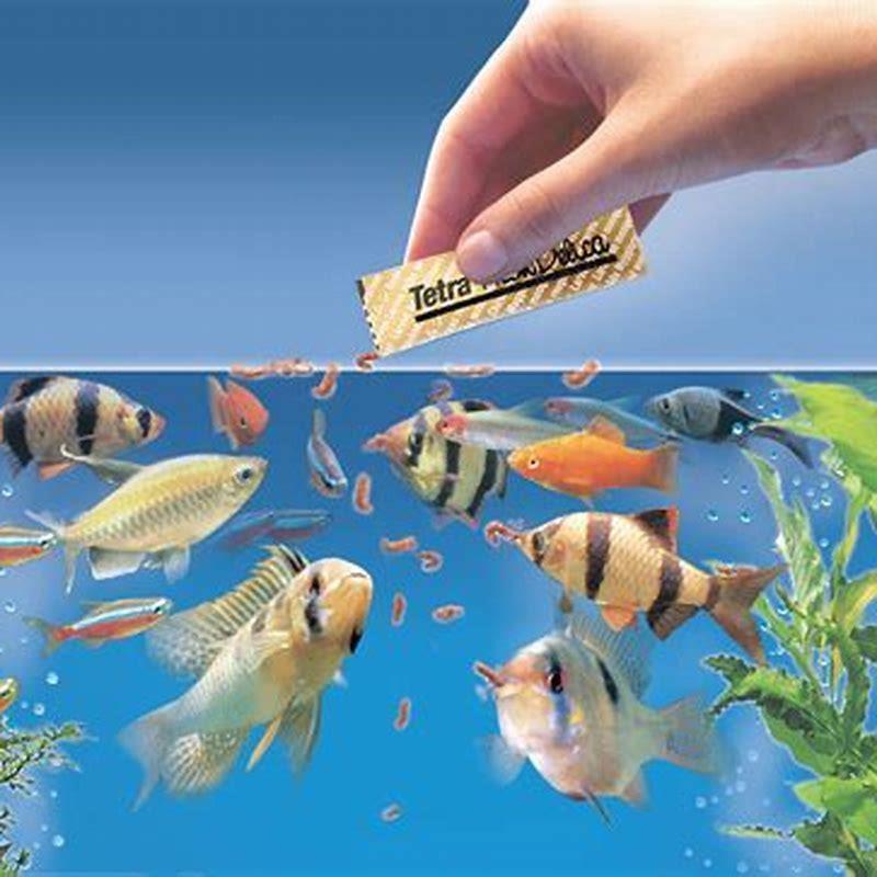 How do you catch a pet fish?