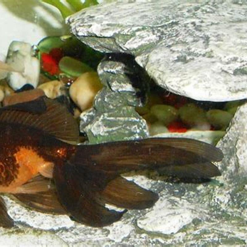 How do you clean fish waste?