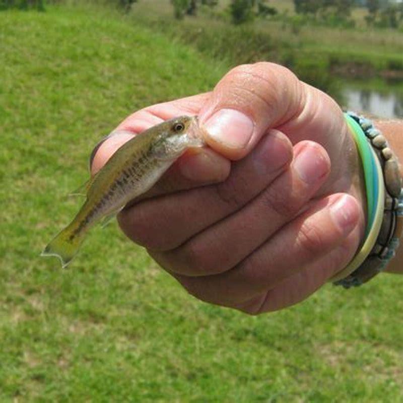 How do you fry peacock bass?