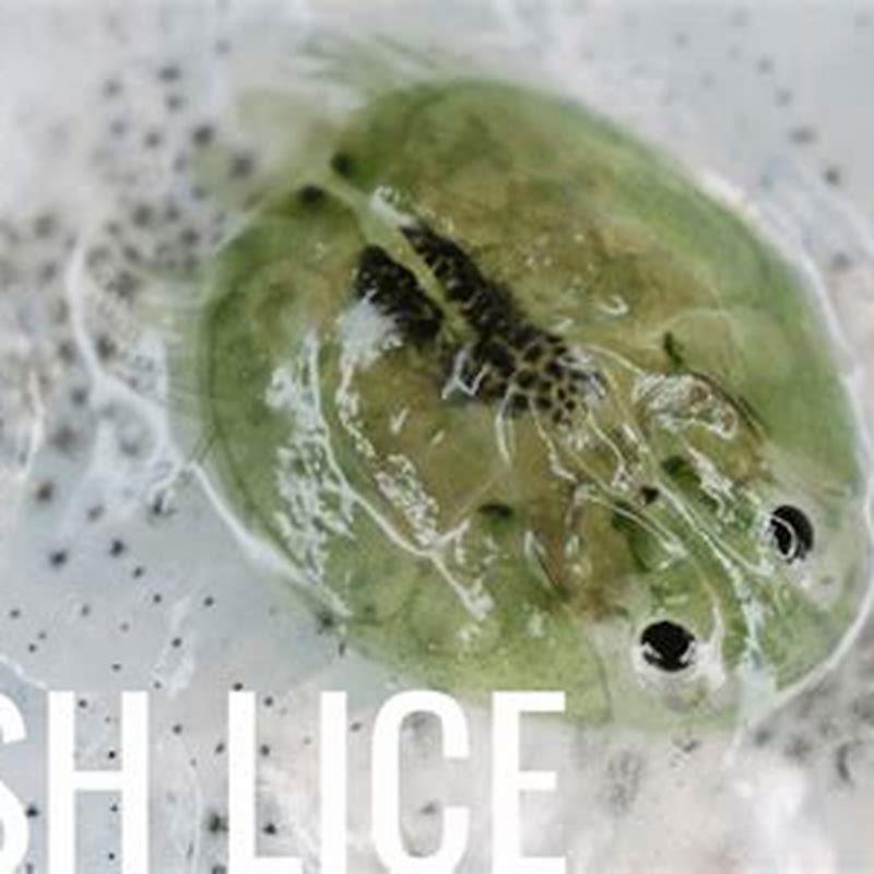 how-do-you-get-rid-of-fish-lice-in-a-pond-diy-seattle