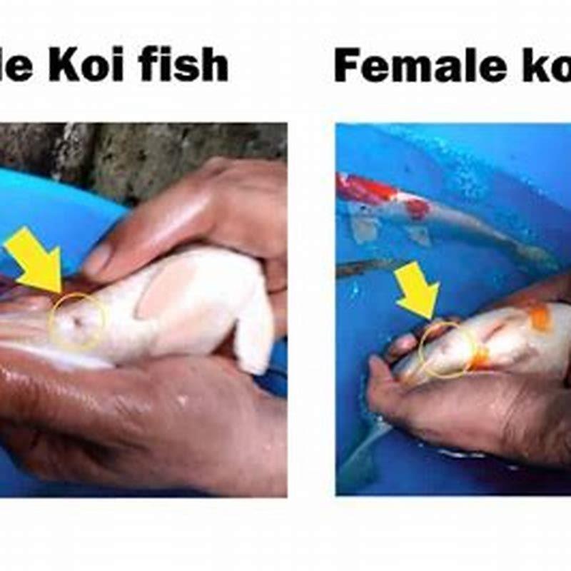 How do you identify a butterfly fish?