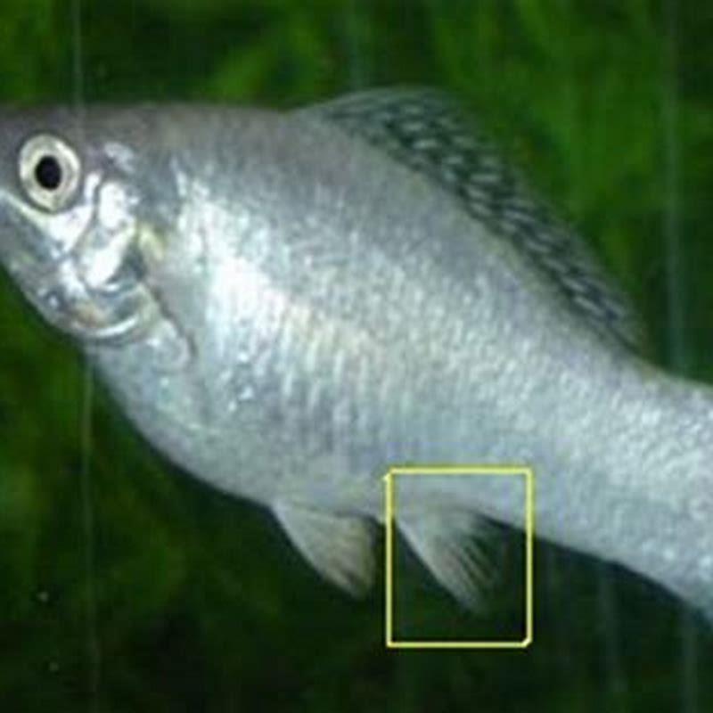 How do you identify a molly sailfin?