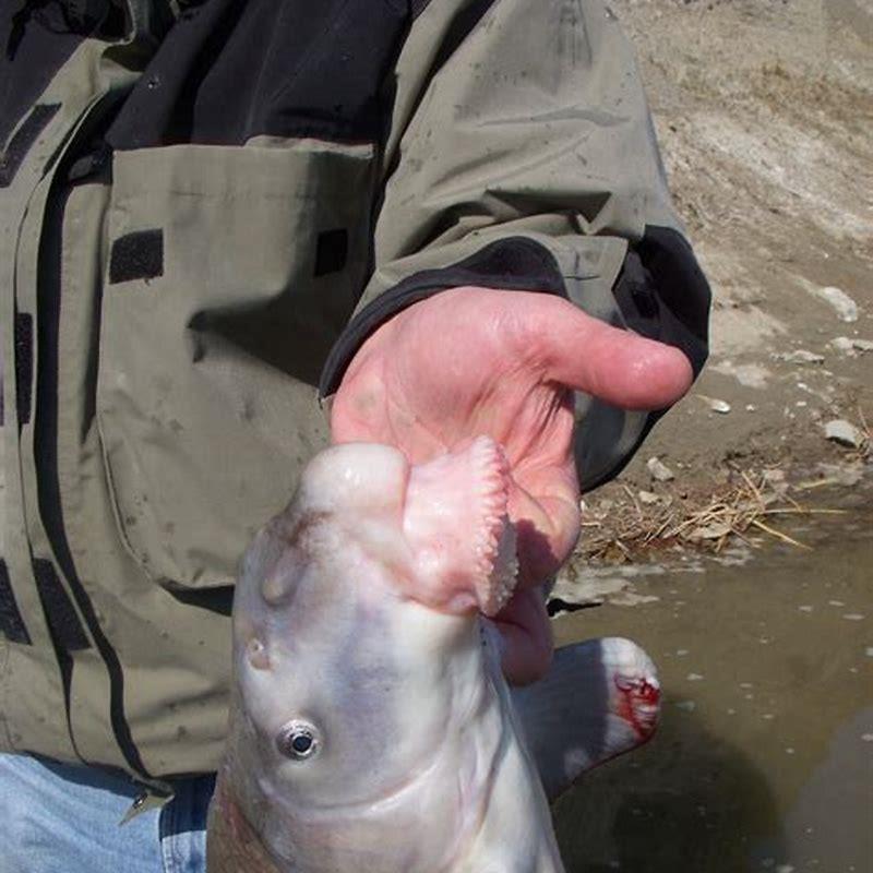 How do you identify a sucker fish?