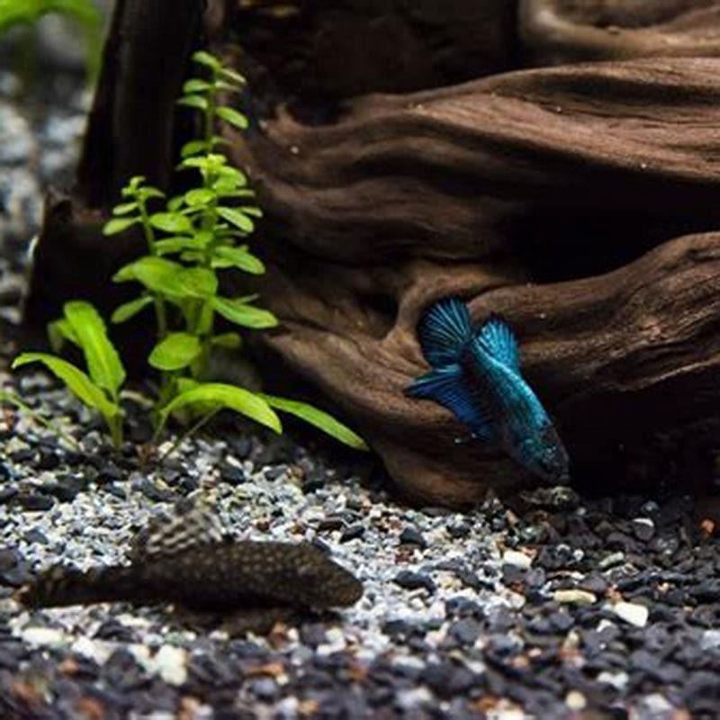 How do you introduce fish to other fish?