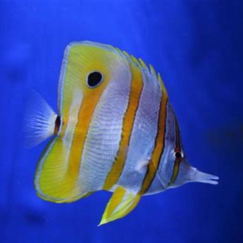 How do you keep a pencil fish?
