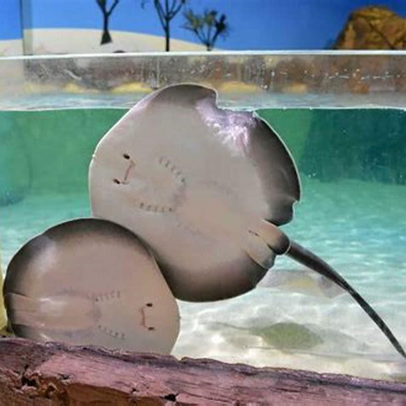How do you keep a stingray as a pet?