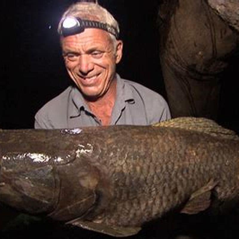 How do you keep a wolf fish?
