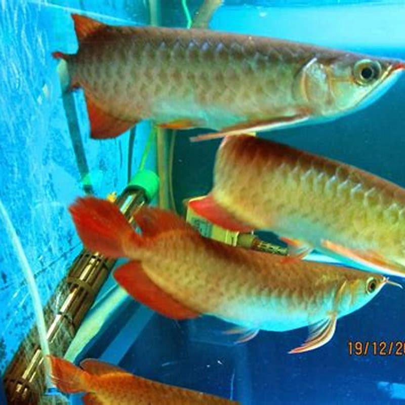 How do you keep arowana red?