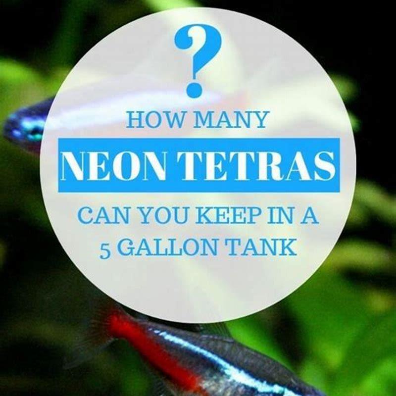 How do you keep Cardinal Tetras alive?