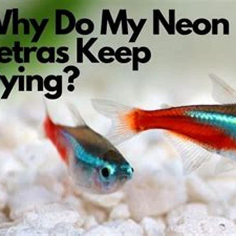 How do you keep neon tetras healthy? DIY Seattle
