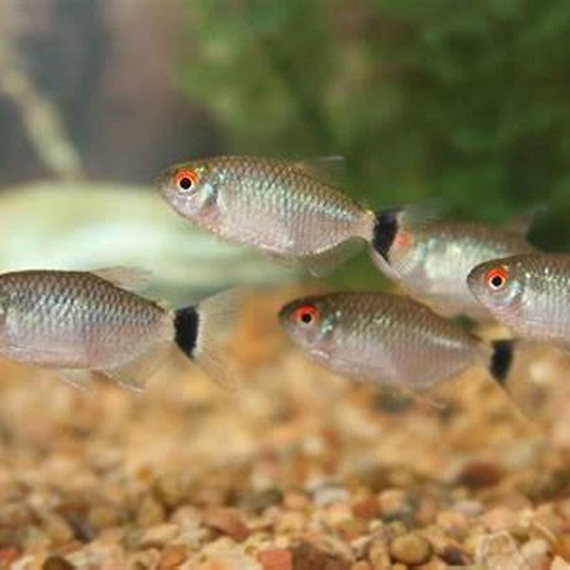 How do you keep tetras alive?