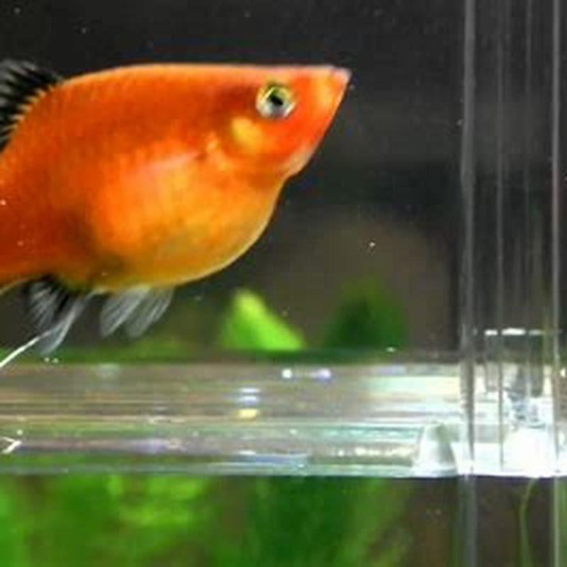 How do you know when a platy fish is about to give birth?