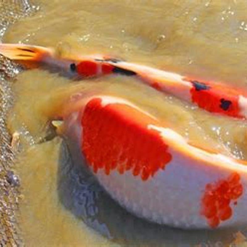 How Do You Make Koi Fish Happy DIY Seattle how-do-you-make-koi-fish-happy-diy-seattle