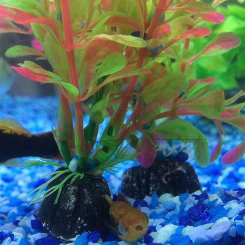 How do you put a fish out of misery?