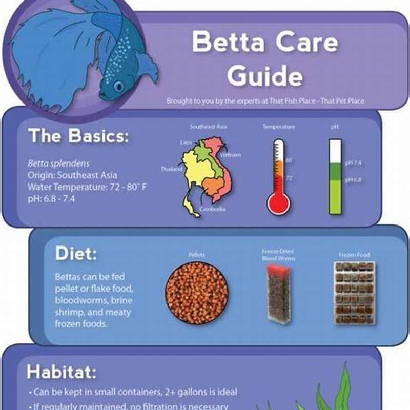 How do you take care of a fish for beginners? DIY Seattle