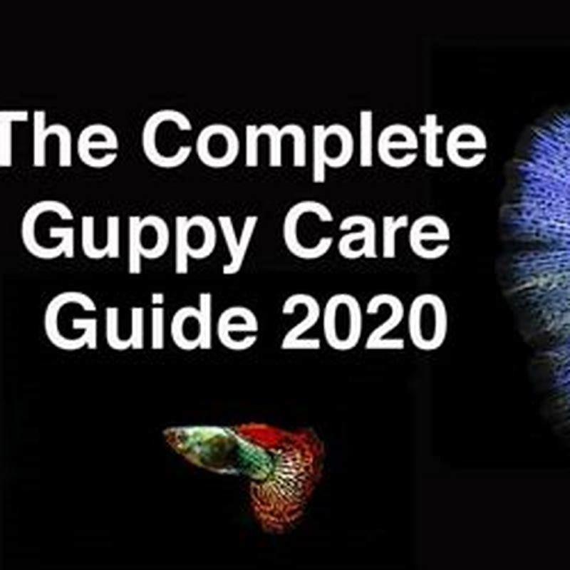 How do you take care of a guppy for beginners?