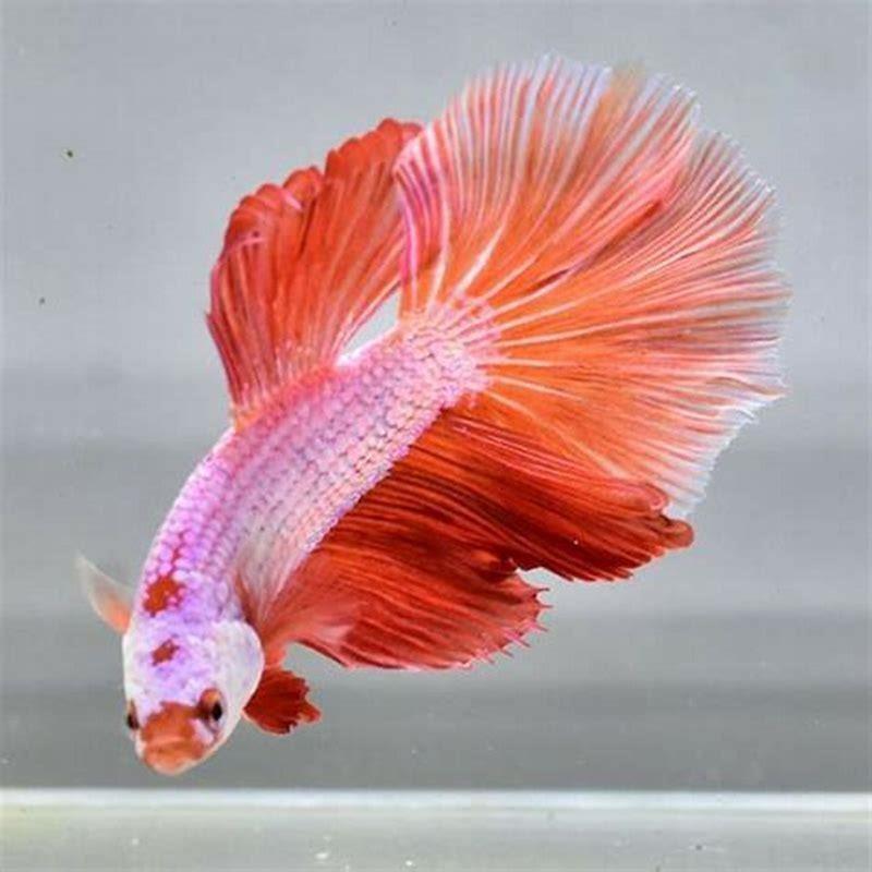 blue-half-moon-betta