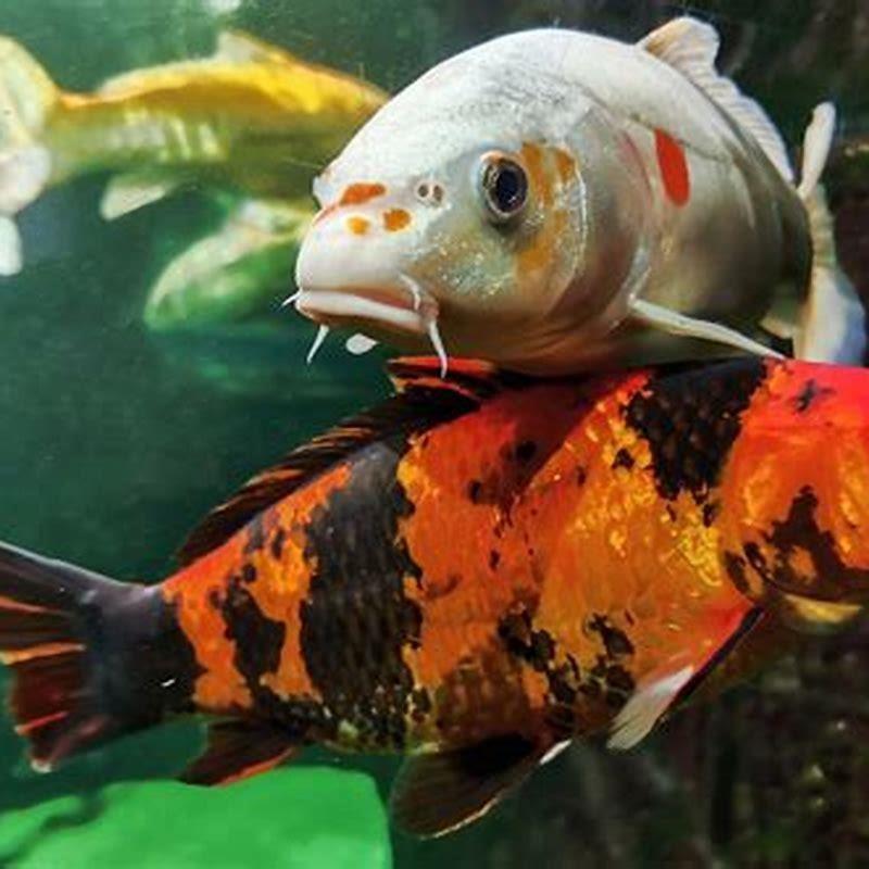 How do you take care of fish eggs?