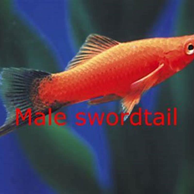 how-do-you-tell-a-platy-from-a-swordtail-diy-seattle