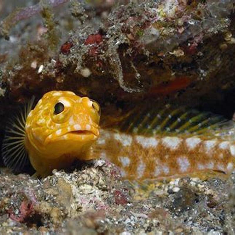 How Does A Jawfish Eat With Eggs In Its Mouth DIY Seattle