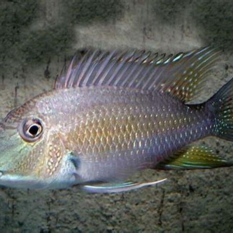 How does the demon Eartheater cichlid survive?