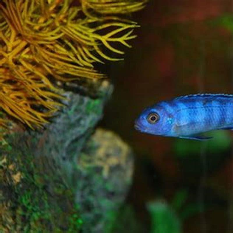 How fast do electric blue cichlids grow?