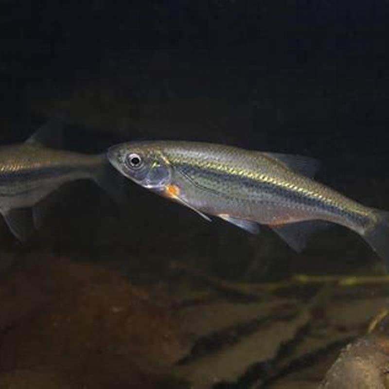 How fast do fathead minnows grow?