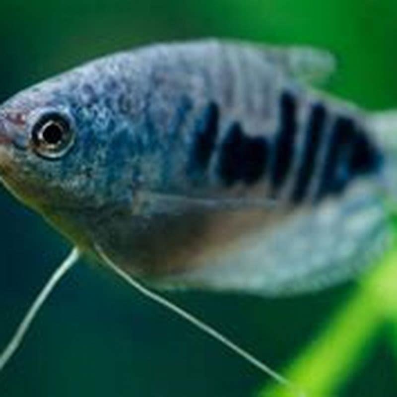 How fast do gouramis grow? - DIY Seattle