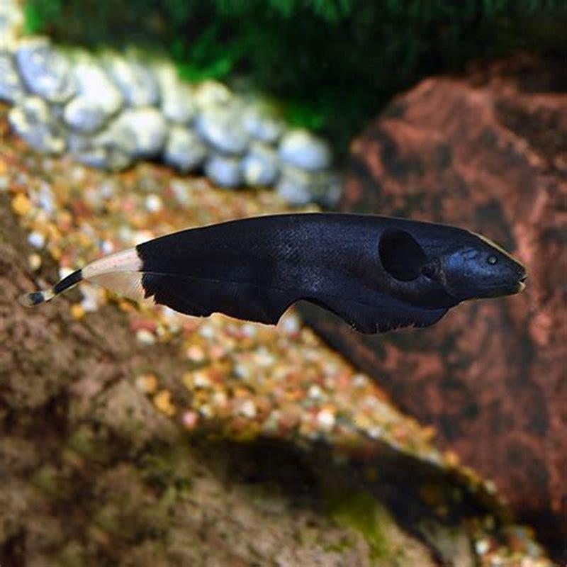 How fast do knife fish grow?