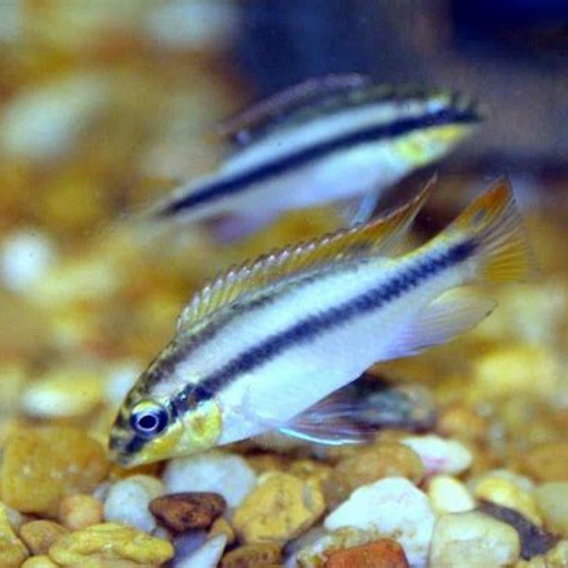 How fast do Kribensis cichlids grow?