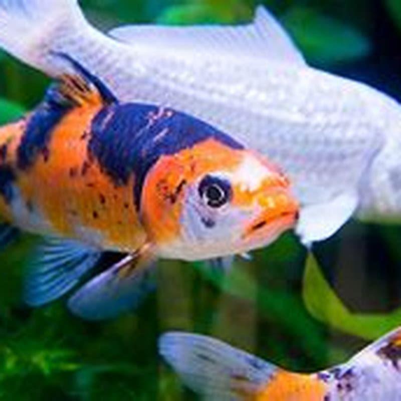 How fast do rainbow fish grow? - DIY Seattle