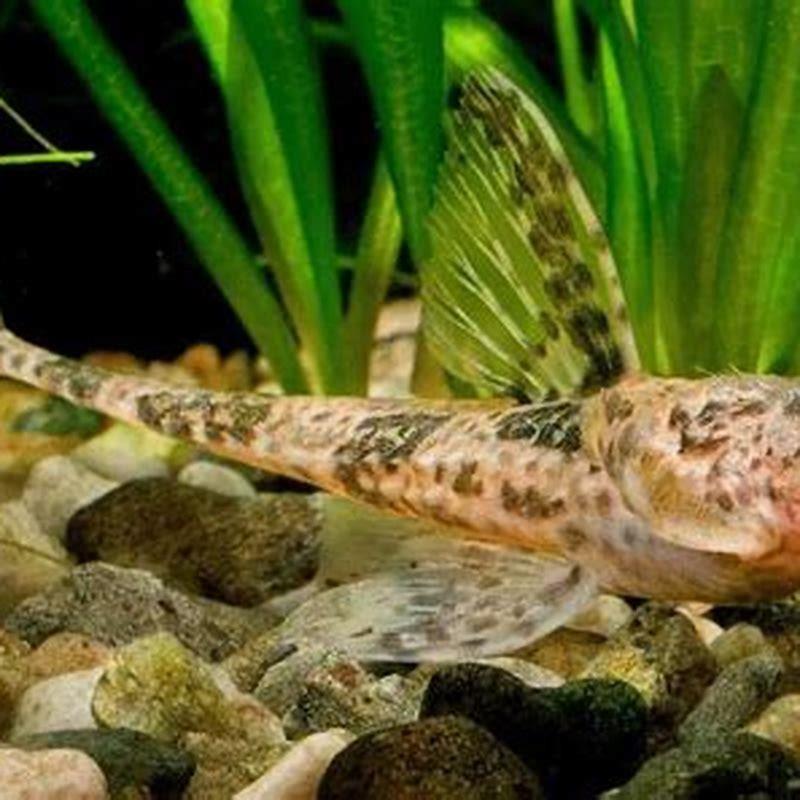 how-fast-do-whiptail-catfish-grow-diy-seattle