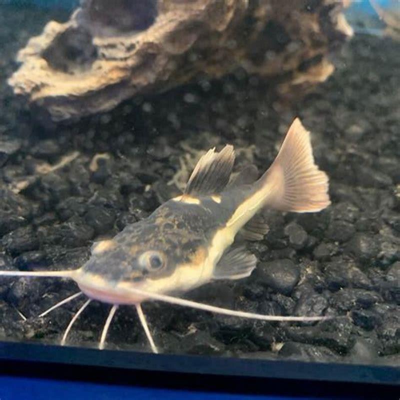 How fast does wolf fish grow?