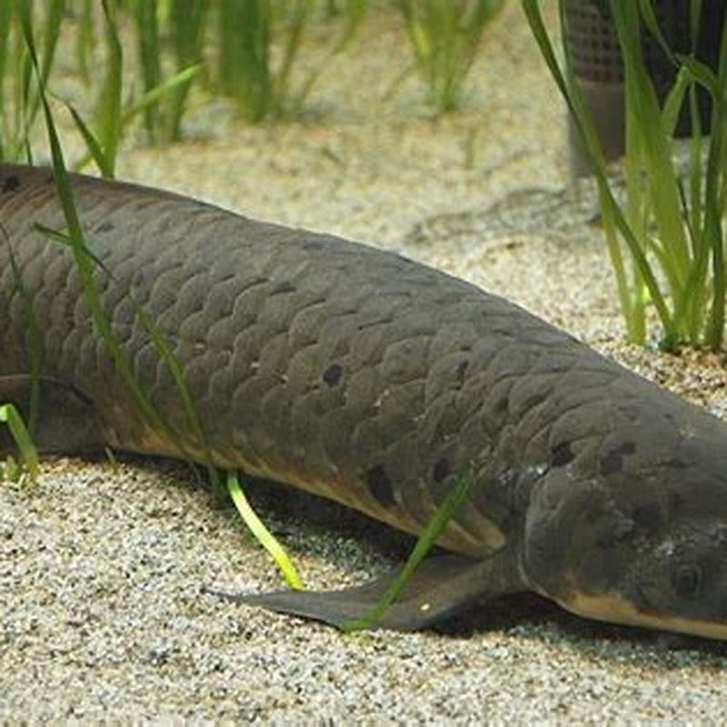 How long can a lungfish live in water?