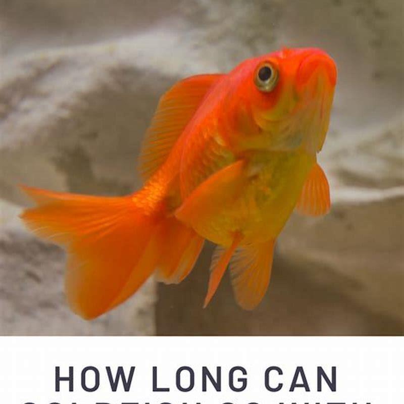 how-long-can-aquarium-fish-survive-without-food-diy-seattle