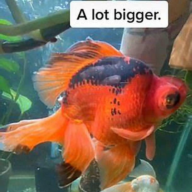 how-long-can-fish-survive-without-oxygenated-water-diy-seattle