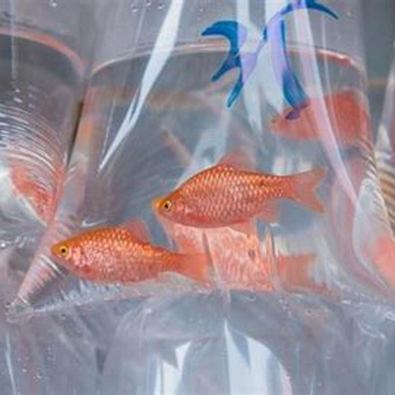 How long can shipped fish survive?